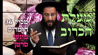 כרוב - מעלות סגולות וטיפים | 36 חומרים מונעי סרטן | מדור בריאות | הרב רביד נגר