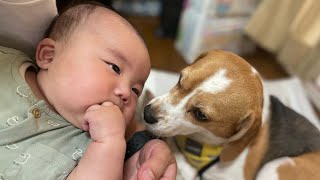 【犬と赤ちゃん】生後2ヶ月のベビーとわんこの子育て^ ^