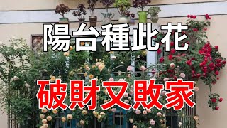 陽台種此花，破財又敗家，小心害你家破人亡#大有玄機 #大佬你好啊 #生活小醬汁 #禪與佛心  #一禪一悟 #風水運勢 #大佬你好啊 #生活小醬汁 #禪與佛心 #風水運勢