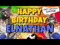 Happy Birthday Elnathan! Crazy Cats Say Happy Birthday Elnathan (Very Funny)