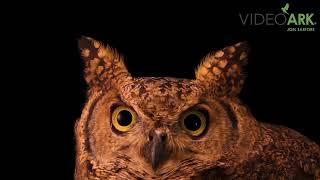 A female Arabian eagle-owl (Bubo milesi) at the Kalba Bird of Prey Center in Sharjah, UAE.