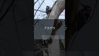 ３種のキツツキ(アカゲラ、オオアカゲラ、クマゲラ) ドラミングの比較 / 3 Woodpecker Drumming Sounds / #shorts