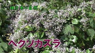 ヘクソカズラ 秋のころ葉腋から短い集散花序を出し灰白色の花を多くつけた開花風景～種子島の自然