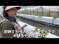 3週間後の金太郎まくわです！ 2019年7月2日 ヨコタ農園 滋賀県長浜市