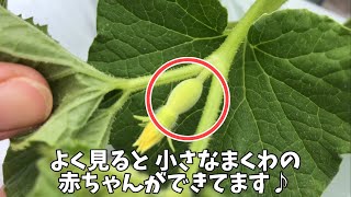 3週間後の金太郎まくわです！ 2019年7月2日 ヨコタ農園 滋賀県長浜市