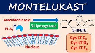 Montelukast (Singulair) - Mechanism, side effects and uses