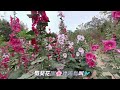 2023 03 26 澄清湖幸福花園 默耘花園蜀葵🌸