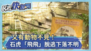 動物園沒溫暖？石虎「飛飛」離家出走  9月食蟻獸紅紅也落跑 至今下落不明－民視新聞