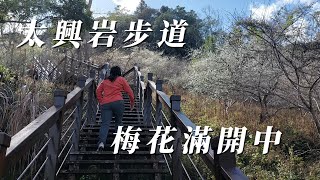 嘉義縣梅山鄉太興岩步道梅花滿開中