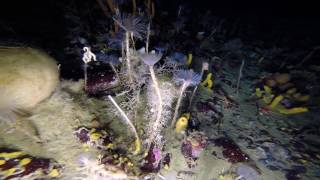 Rare glimpse into Antarctic underwater world