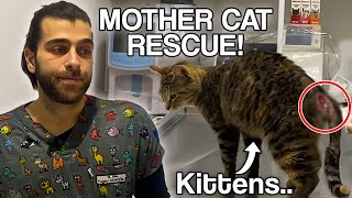 Wounded Pregnant Cat Rescue! (What will happen to kittens?)