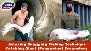 Amazing Snagging Fishing Technique Catching Giant (Pangasius) Creamdory 