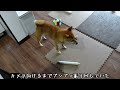 the guy who freezes when you point the camera japanese shiba inu mameshiba