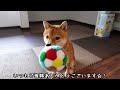 the guy who freezes when you point the camera japanese shiba inu mameshiba