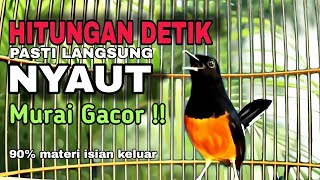 Suara Murai Batu Gacor Kelas Kontes, Bikin Burung Anda Meledak Ngeplong..!! Murai Betina Gacor..!!