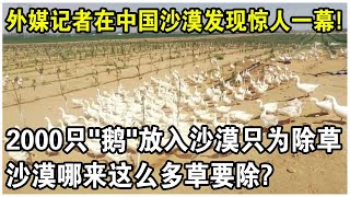 把2000只“鵝”放入沙漠，不下蛋只為除草？外媒記者在烏蘭布和沙漠發現驚人一幕！沙漠哪來這麼多草要除？