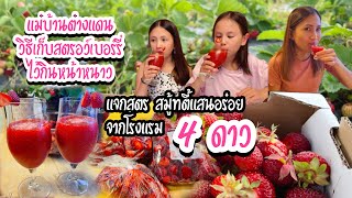 เมียฝรั่ง แชร์วิธีเก็บสตรอว์เบอร์รี่ไว้กินหน้าหนาว 📌แจกสูตร สมูทตี้สตรอว์เบอร์รี่จากโรงแรม 4ดาว‼️