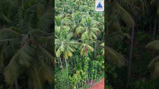 🌿அடர்ந்த 🌴மர 🌳பயிர்கள்🌱 விவசாயத்திற்கு 🍋 ஏற்ற நீர் பாசனம் 💧💧