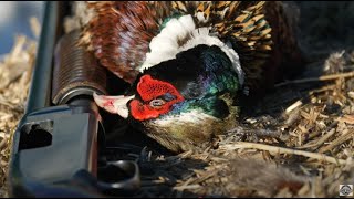 Pheasant Hunting Washington! | Private Ranch to Learn Skills! | Dog Training for Upland Game Birds!