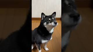 ごはんと喋る犬