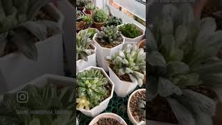 ❤️พาชมไม้อวบน้ำสกุล #haworthia กันคะ❤️