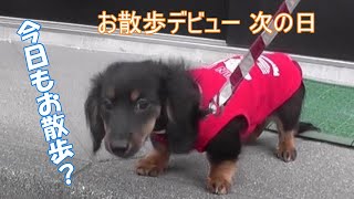 カニンヘンダックス子犬　お散歩デビュー次の日　はじめての道路【生後3か月／puppy／dachshund】