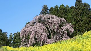 【福島の桜2021】 合戦場のしだれ桜　Weeping cherry blossoms of Kassenba, Fukushima Japan　(2021.4)