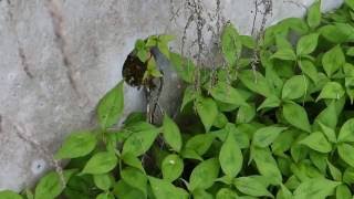 Bumblebees Buzzing around the Nest 240fps クロマルハナバチ♀の帰巣／出巣スローモーション