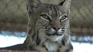 CARE Bios - Bobbie the Bobcat