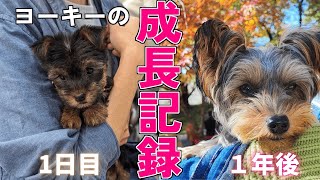 【驚きの変化】お迎えしたヨーキーが約１年で大変貌を遂げた話