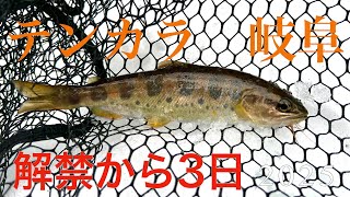 【テンカラ】2025開幕！開幕3日目【アマゴ】GIFU JAPANESE STYLE TENKARA FLY FISHING!  DRY FLY fishing in mid Winter!