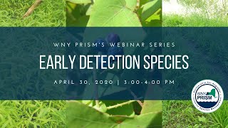 Early Detection Species in Western New York