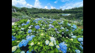 全面綻放了！萬里最強繡球花海登場，夢幻花之小徑超好拍~