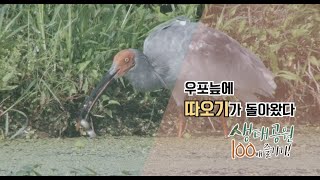 [생태공원 100배 즐기기_창녕 우포늪2] 사라졌던 따오기가 우포에 돌아왔다.