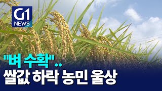 [G1뉴스]본격 벼 수확..쌀값 하락 농민 울상