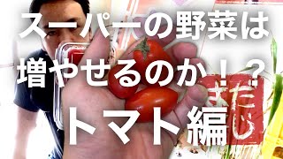 ハダオジ番外編【トマトの再生栽培】トマトを植木鉢にぶち込んだ！！