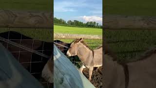 Donkey calls in his buddy! #shorts #animals #donkeys #farmlife #onehappyassfarm