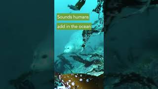 Sound pollution humans create in the ocean #shorts