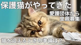 【可愛い保護猫】犬中心の愛護団体に初めて猫がやってきた！【猫を飼うとき必要なもの】動物愛護団体Legato Plus