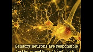 Sensory Neurons Location Structure and Function