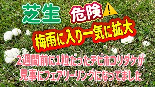 ［フェアリーリング巨大化］芝生と雑草の共存地で、危険なフェアリーリングが猛威を奮う。アプローチ場に発生ならかなり深刻な事態になる。#芝生#vlog #殺菌剤#芝生の手入れ #ゴルフ練習場