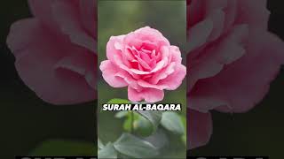 SURAH AL-BAQARA |Ayaat 80-82| Recitation by Mishary Rashid Alafasy | Islam The Heavenly Path