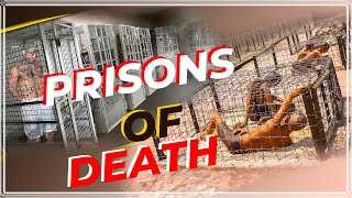 The World’s Toughest Prisons: Inside the Hellish Correctional Facilities