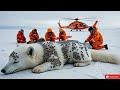 rescuers save a polar fox gravely injured by millions of barnacles attached to its body.