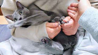 【猫動画】爪切りが嫌でウナギのように逃げるロシアンブルー【russianbule】Russian Blue runs away because it hates nail clipping