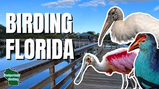 This Birding Gem in Florida is a MUST VISIT Destination!