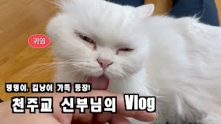 [Vlog] 천주교 신부님의 어느 날  l 길냥이가족 밥주기 l 밍밍이랑 놀기