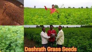 Dashrath Grass/ all animals green fodder seeds high protein