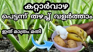 Best Organic Fertilizer for Aloe Vera||കറ്റാർവാഴ പെട്ടന്ന് തഴച്ച് വളരാൻ ഇത് മാത്രം മതി...