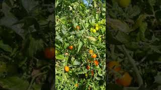 🍅2016橙蜜香小蕃茄